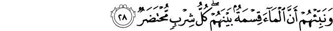 وَنَبِّئْهُمْ أَنَّ الْمَاءَ قِسْمَةٌ بَيْنَهُمْ ۖ كُلُّ شِرْبٍ مُّحْتَضَرٌ وَنَبِّئْهُمْ أَنَّ الْمَاءَ قِسْمَةٌ بَيْنَهُمْ ۖ كُلُّ شِرْبٍ مُّحْتَضَرٌ